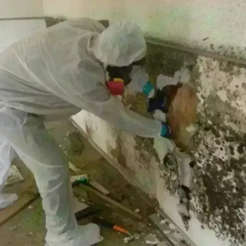 Mold Remediation and Removal in Charlemont, MA